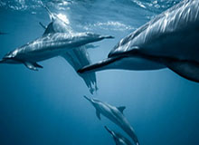 郑钦文将缺席十五运会网球比赛